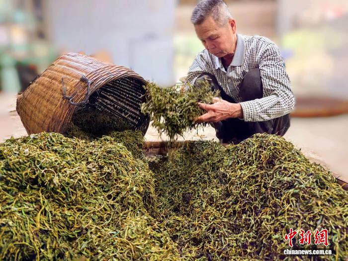 广东台山头春红茶香飘海内外