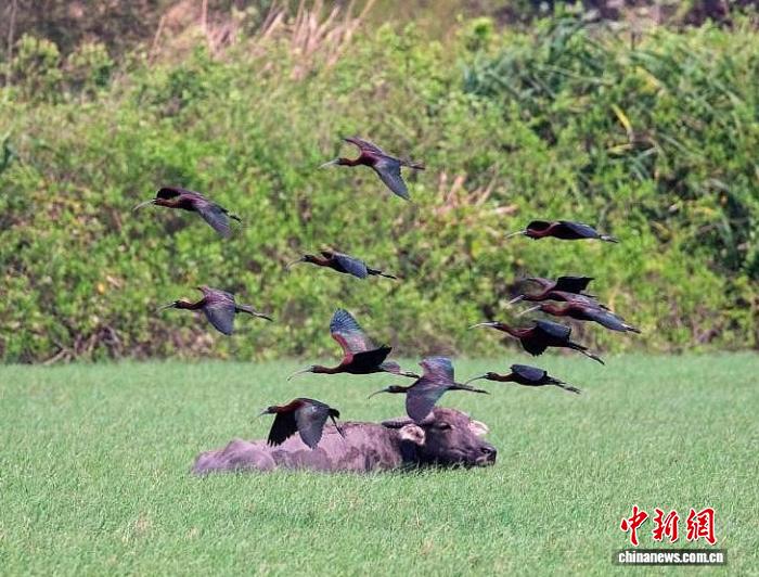 湿地守护者薛美丽:它就像自己的孩子一样