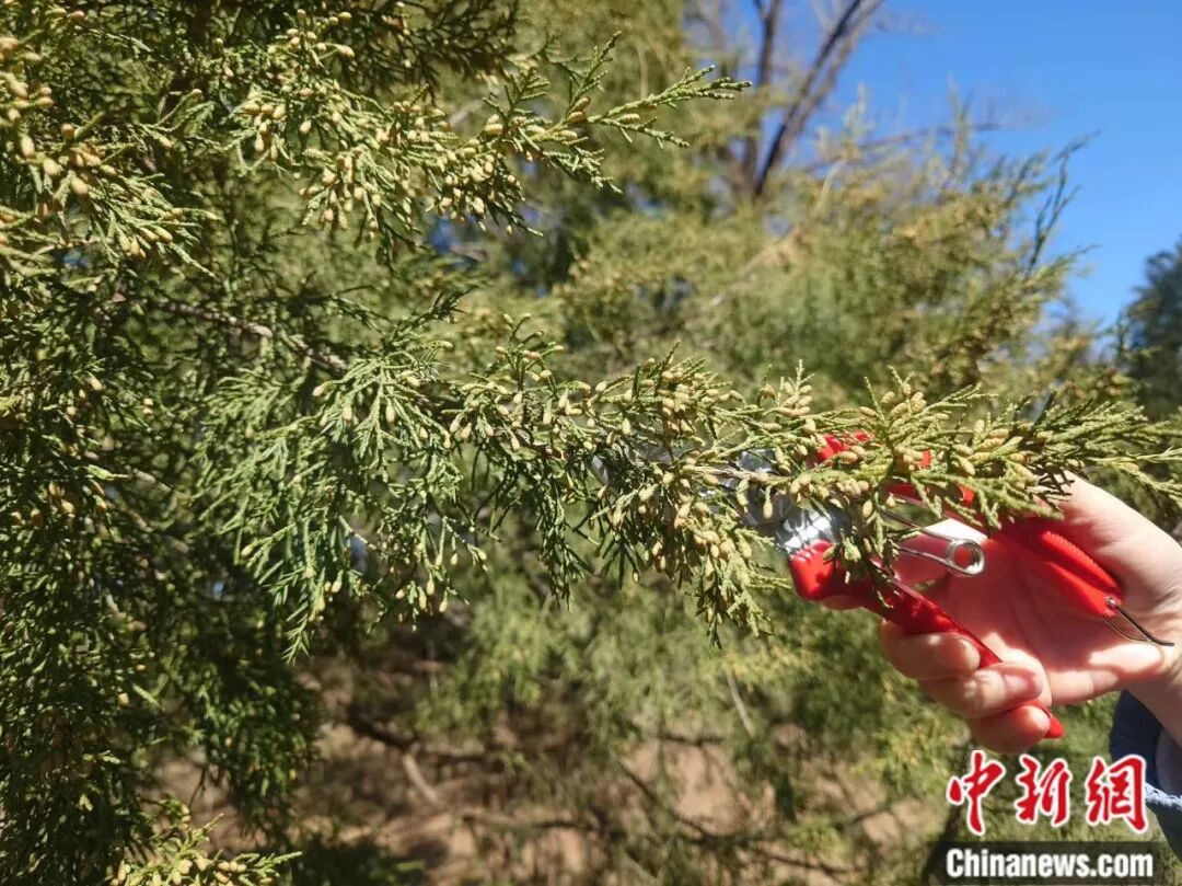 花粉季来袭,如何破解春日里的健康考题?