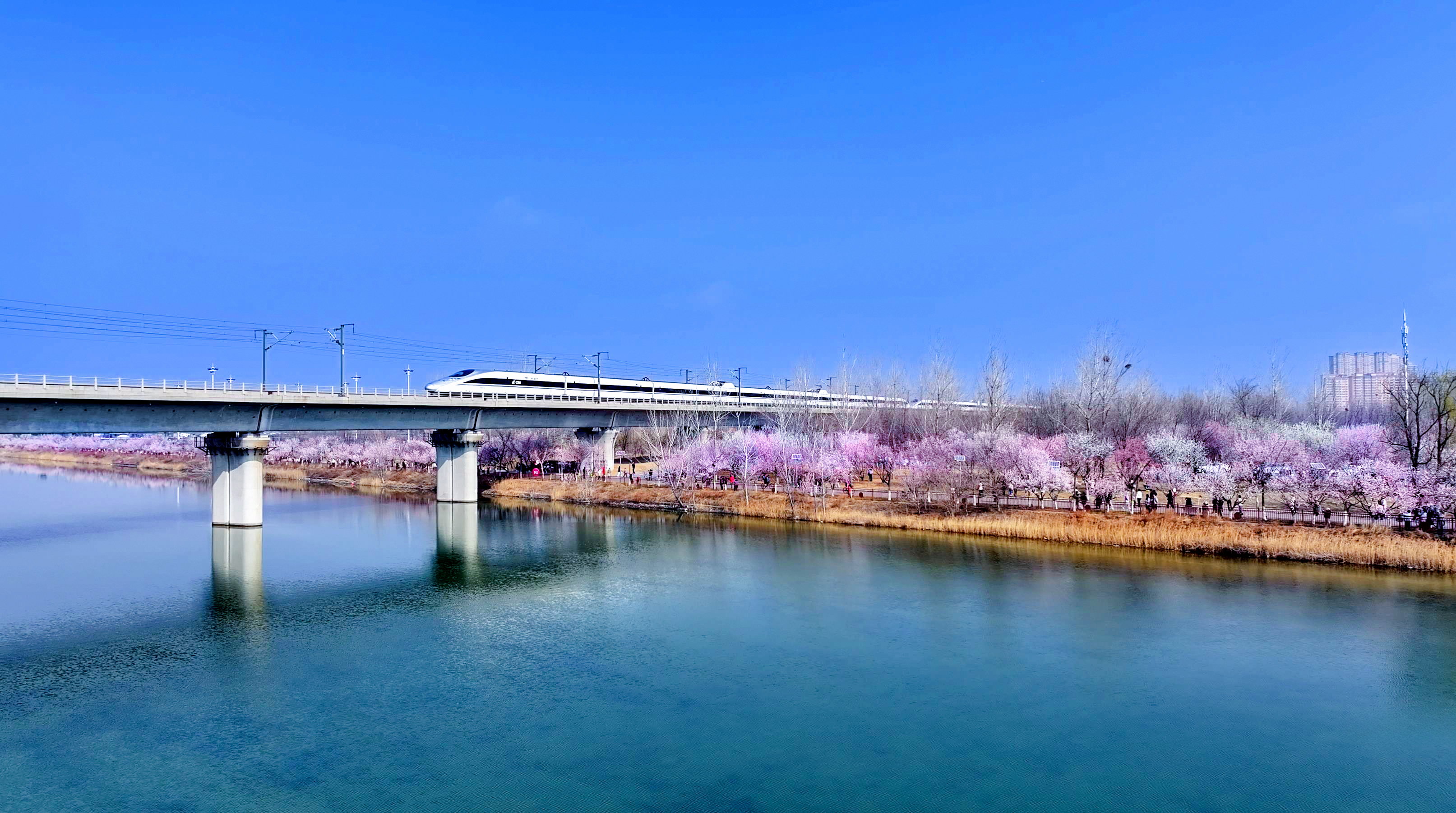 美丽河北|花开正艳 石家庄处处春意浓