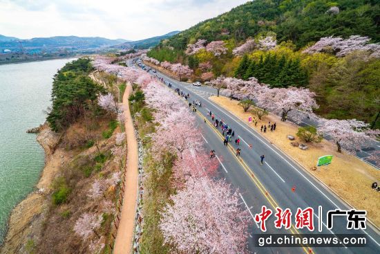 韩国庆州樱花马拉松大会现场(资料图)。韩国旅游发展局广州办事处 供图