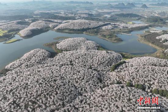 3月12日，航拍贵州贵安樱花园。中新社记者 瞿宏伦 摄