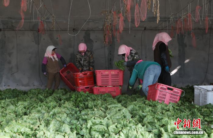 宁夏银川：大棚经济“蔬”写春日好丰景