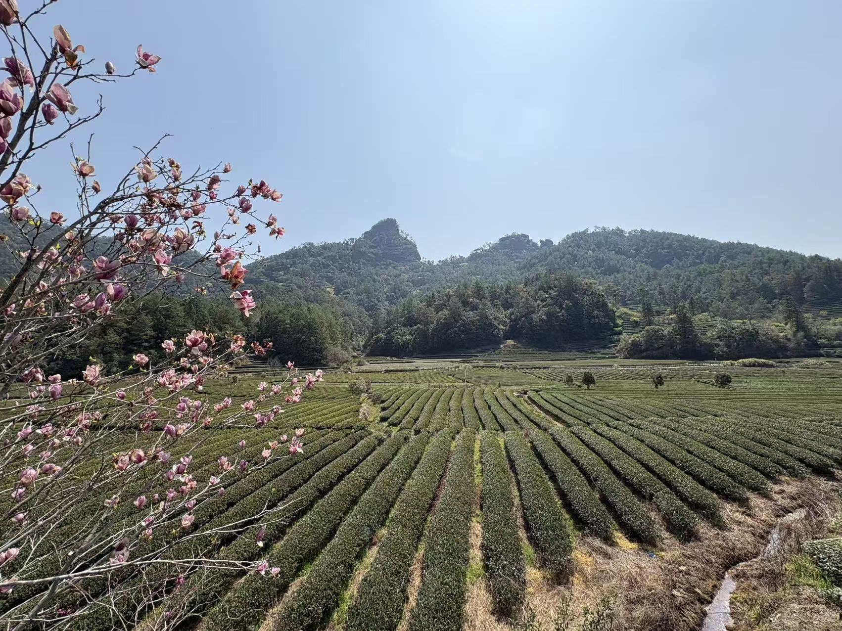 福建南平武夷山：数智“护航”茶乡绿，人与青山两不负