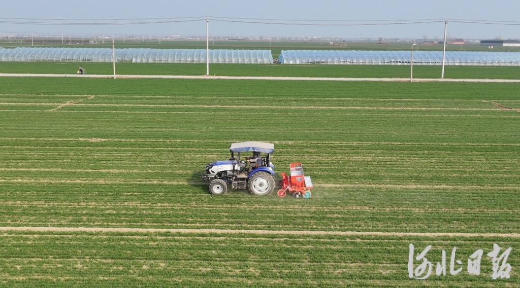 河北3300多万亩冬小麦陆续进入返青生长关键期