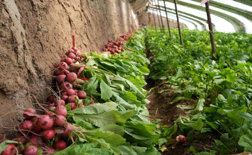 青海乐都：老棚间作“樱桃红”