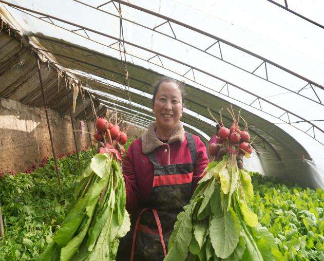 青海乐都：老棚间作“樱桃红”