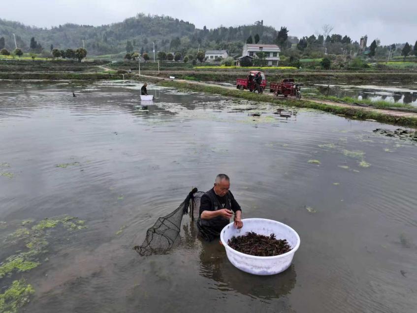 重庆大足：深耕“稻+”生态种养 一田双收铺就振兴之路
