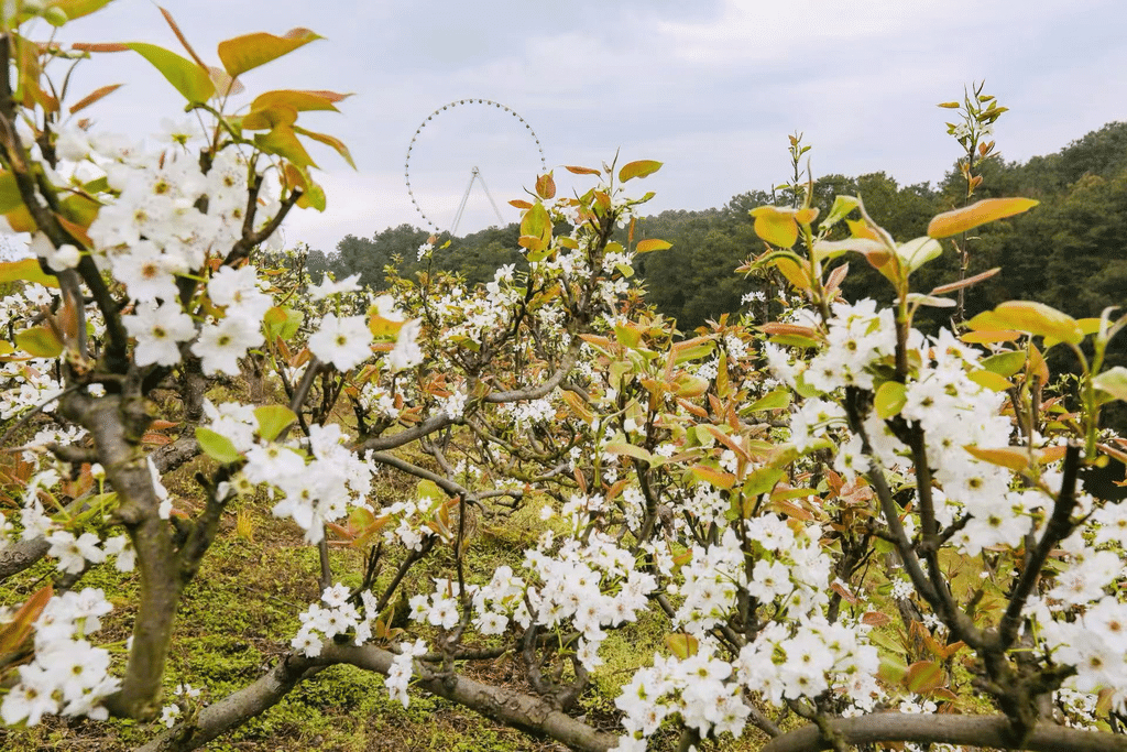 赏花、写生、品春……重庆师生把美育课堂搬进大自然 赏花、写生、品春……重庆师生把美育课堂搬进大自然