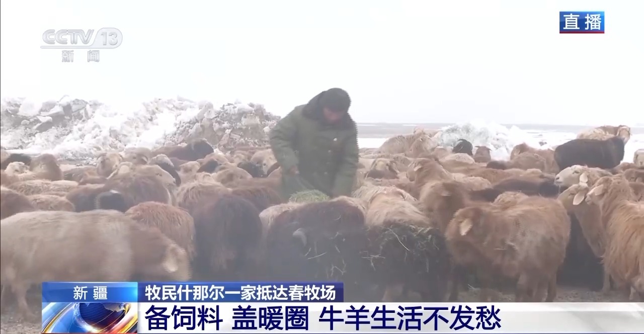游牧→定居 放牧→创业 从牧民生活变化看新疆畜牧业高质量发展