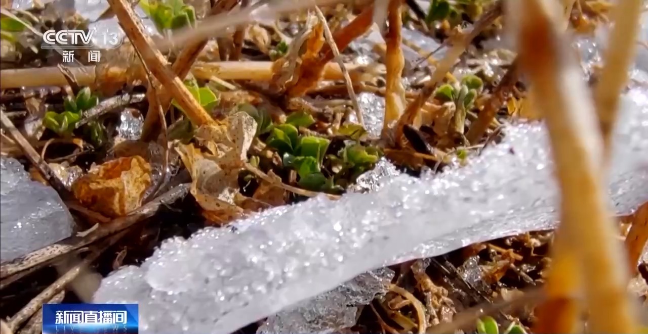 游牧→定居 放牧→创业 从牧民生活变化看新疆畜牧业高质量发展