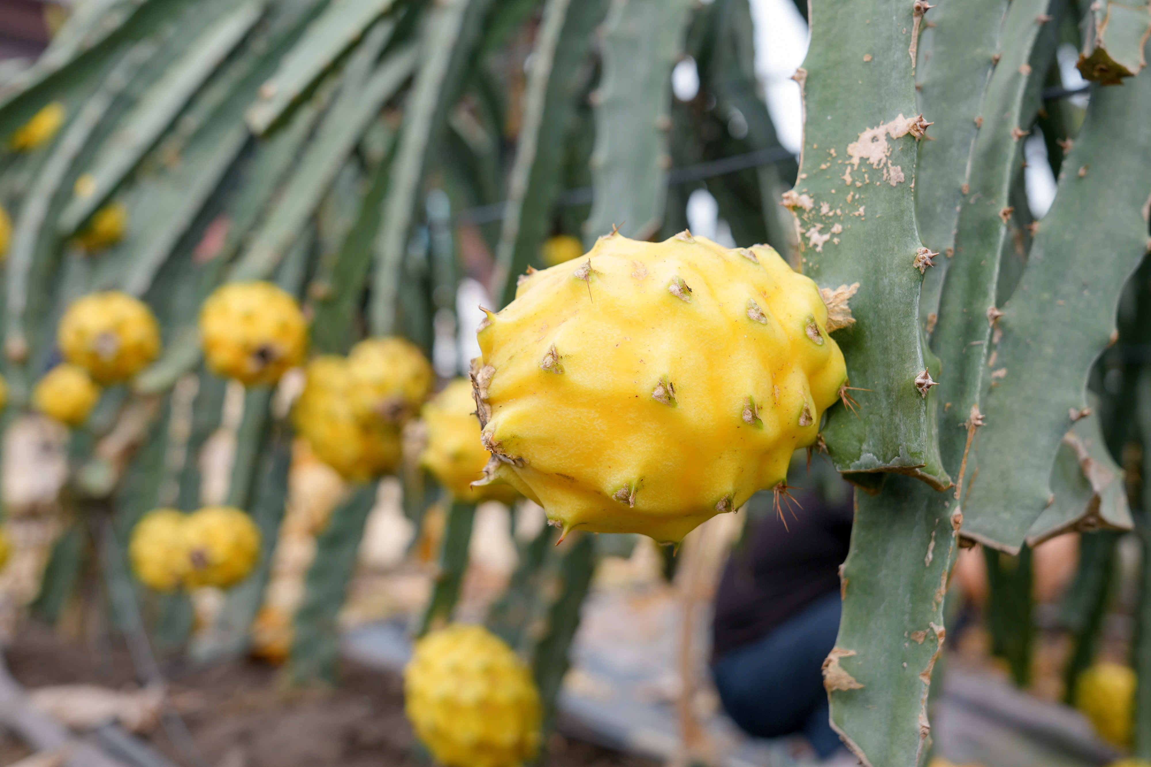 广西助推“八桂优果”走出国门 广西助推“八桂优果”走出国门