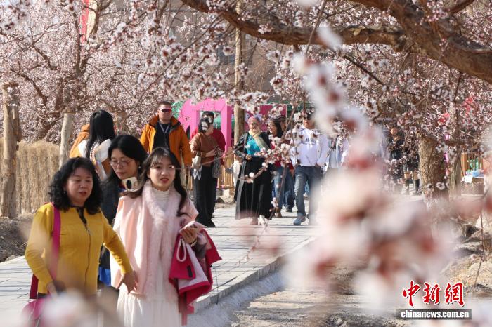 新疆“杏花村”:“以花为媒”解锁“杏”福产业