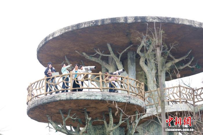 春日访鄱阳湖吴城候鸟小镇:候鸟北归去 春意正盎然