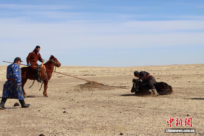春日里的马驹“成年礼”:一剪一印间传承草原马文化