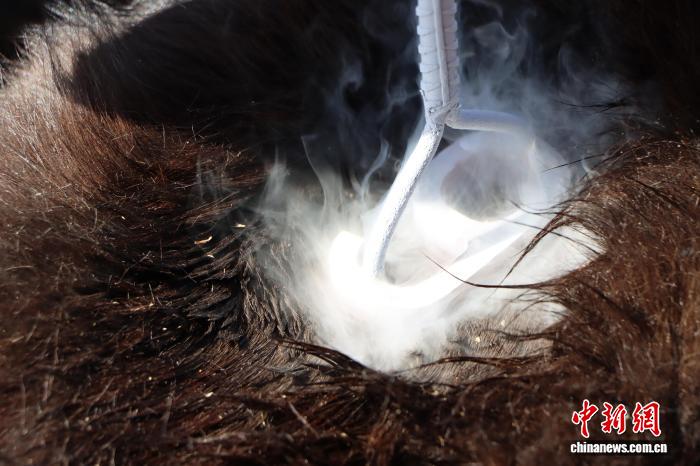 春日里的马驹“成年礼”:一剪一印间传承草原马文化