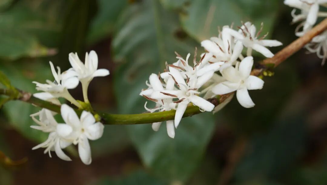 花开六顺:山花烂漫时 香飘致富路 | 一线看发展
