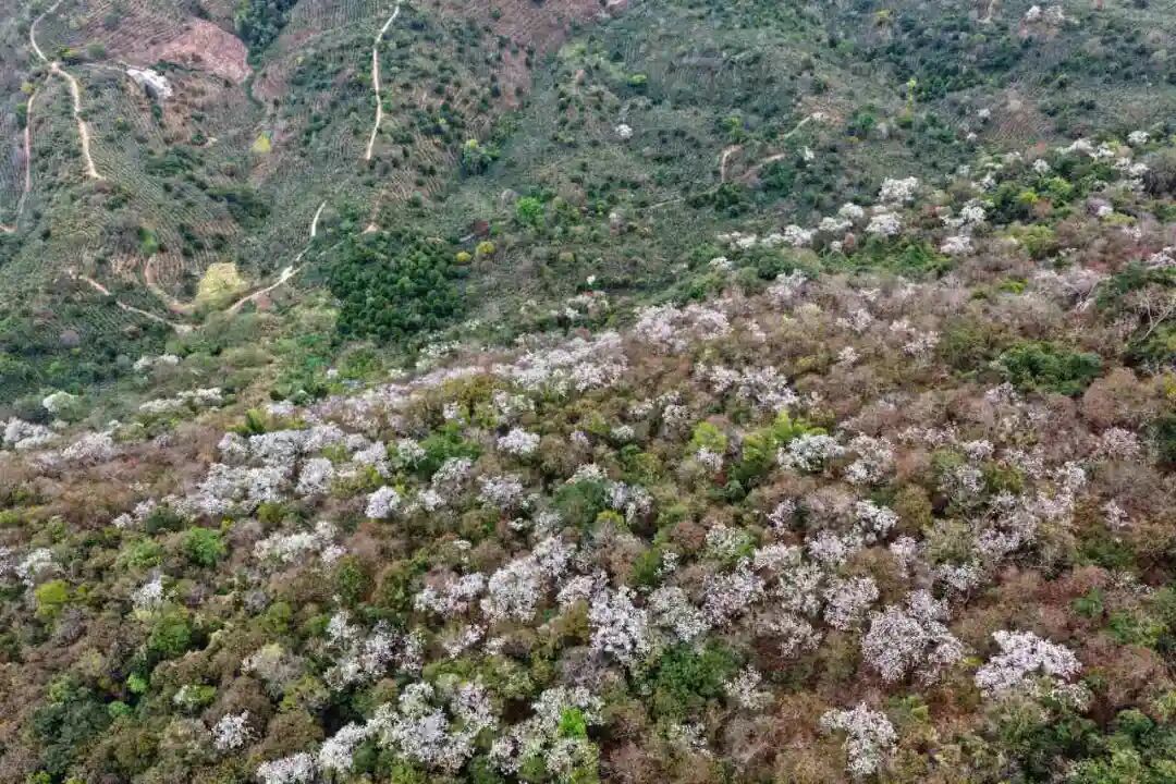 花开六顺:山花烂漫时 香飘致富路 | 一线看发展