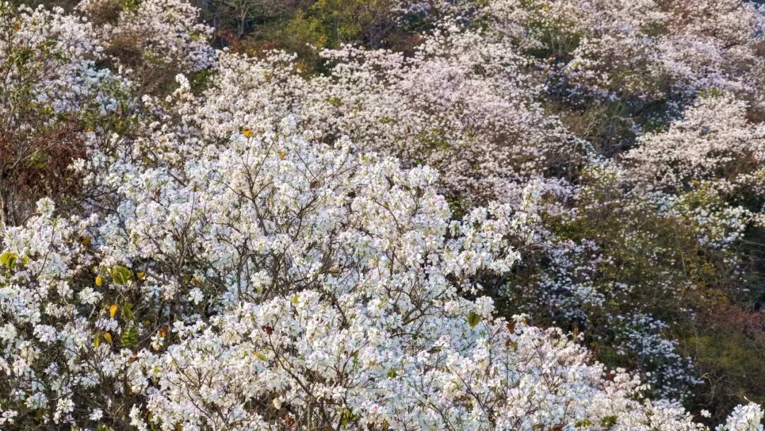 花开六顺:山花烂漫时 香飘致富路 | 一线看发展