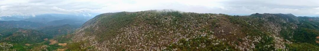 花开六顺:山花烂漫时 香飘致富路 | 一线看发展