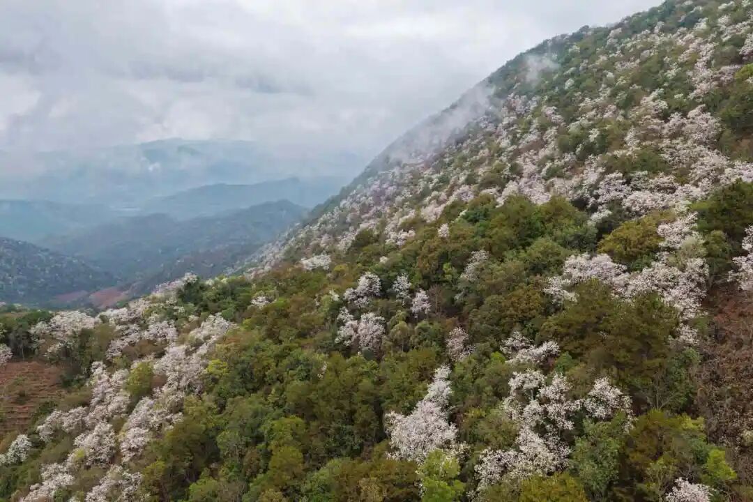 花开六顺:山花烂漫时 香飘致富路 | 一线看发展