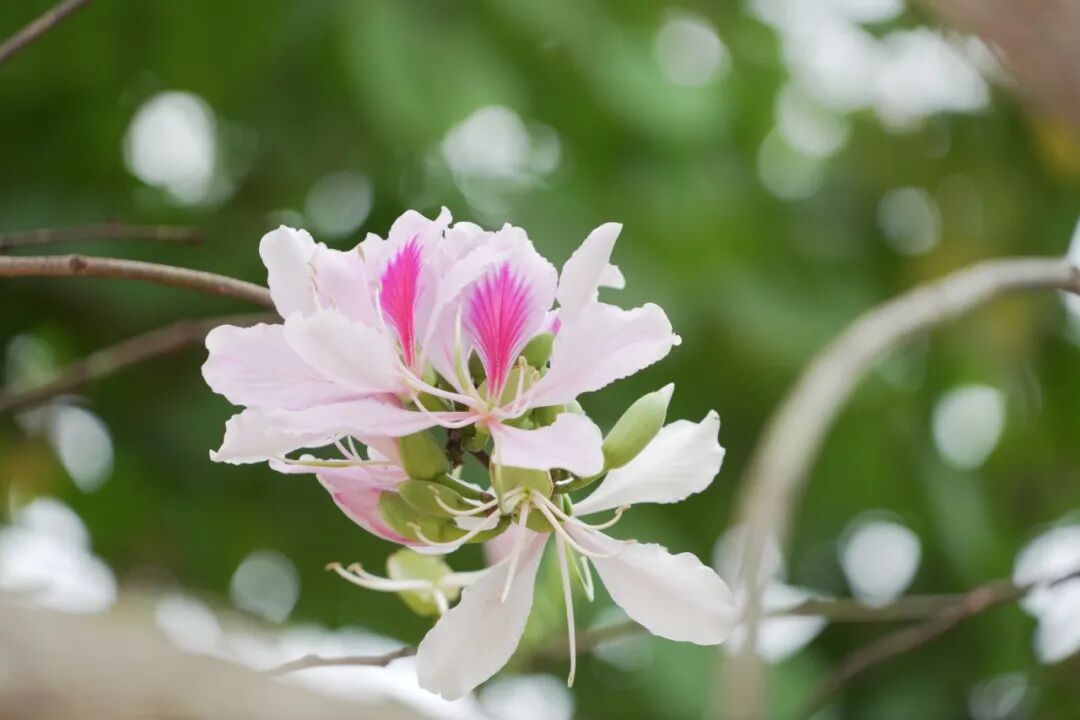 花开六顺:山花烂漫时 香飘致富路 | 一线看发展