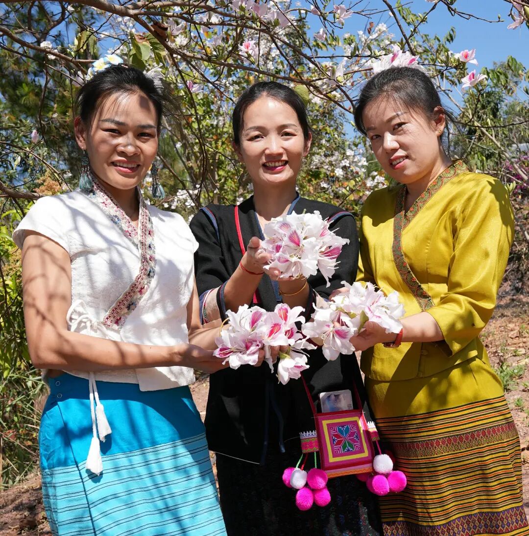 花开六顺:山花烂漫时 香飘致富路 | 一线看发展
