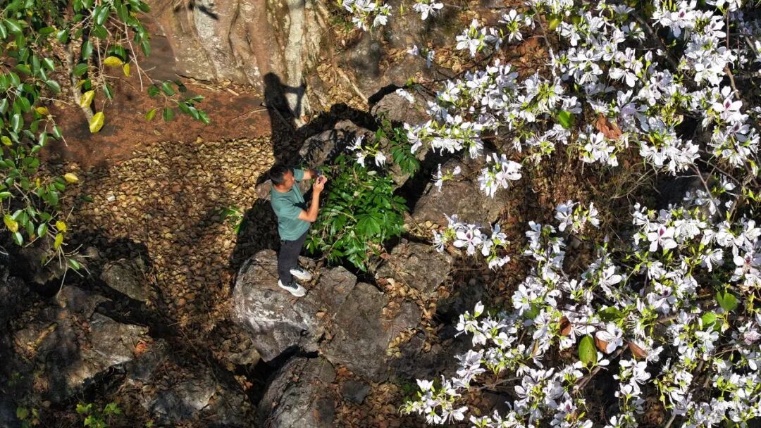 花开六顺:山花烂漫时 香飘致富路 | 一线看发展