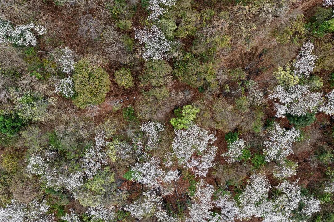 花开六顺:山花烂漫时 香飘致富路 | 一线看发展
