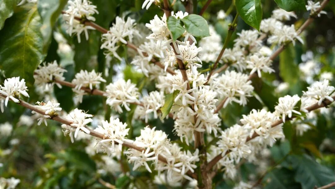 花开六顺:山花烂漫时 香飘致富路 | 一线看发展