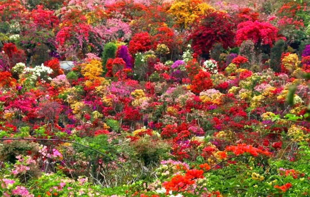 三角梅开成海,我想把思茅的春天寄给你 | 有一种叫云南的生活