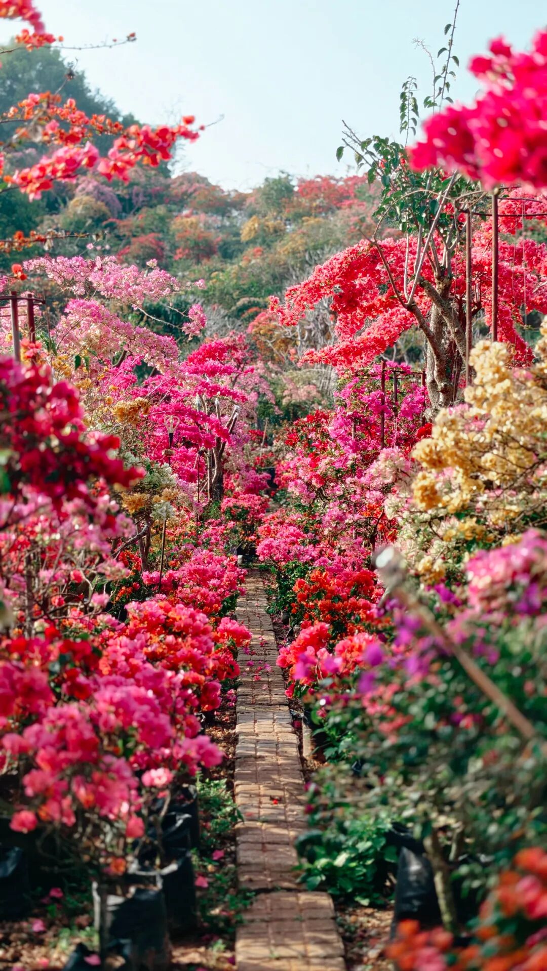 三角梅开成海,我想把思茅的春天寄给你 | 有一种叫云南的生活