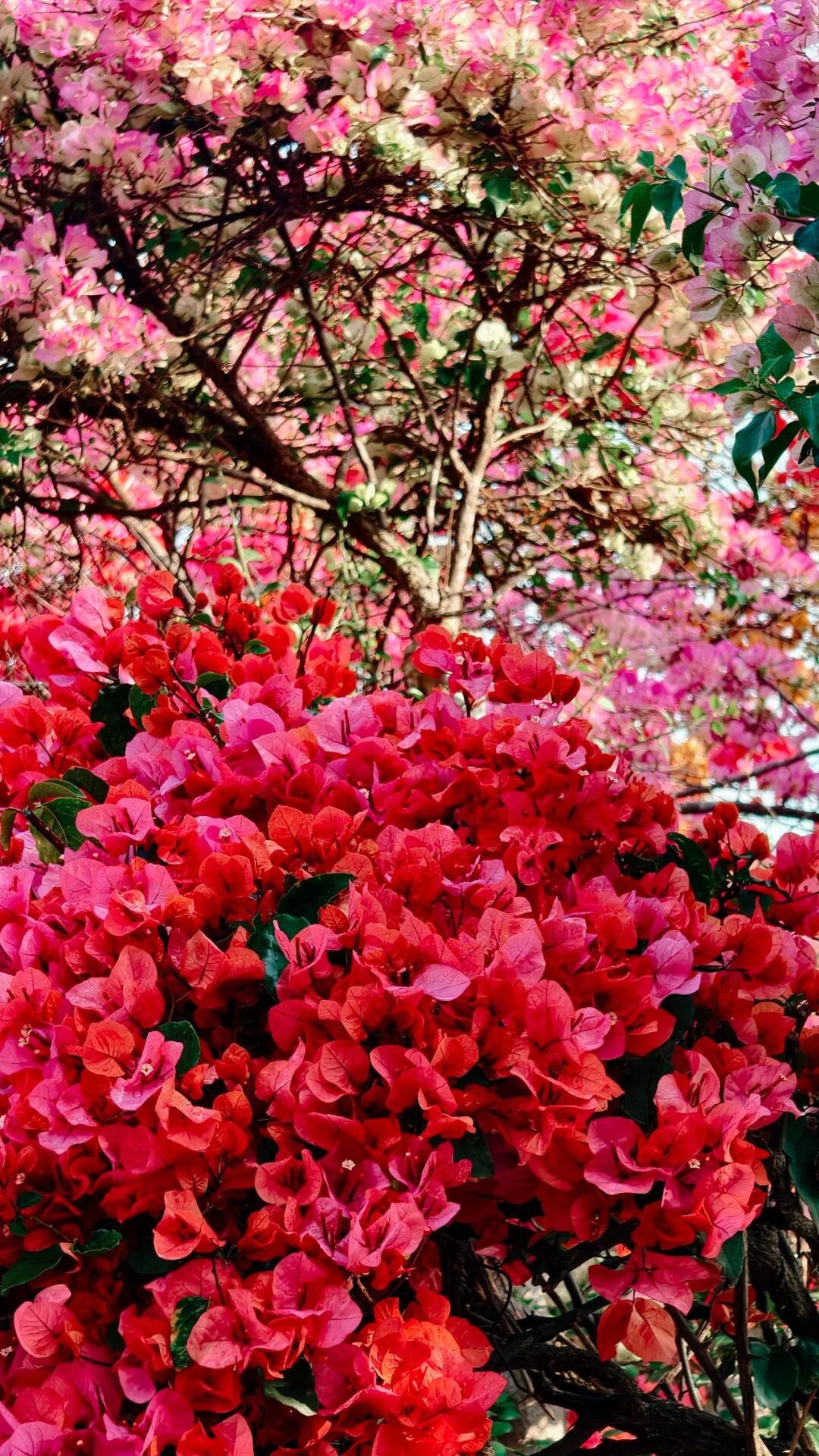 三角梅开成海,我想把思茅的春天寄给你 | 有一种叫云南的生活