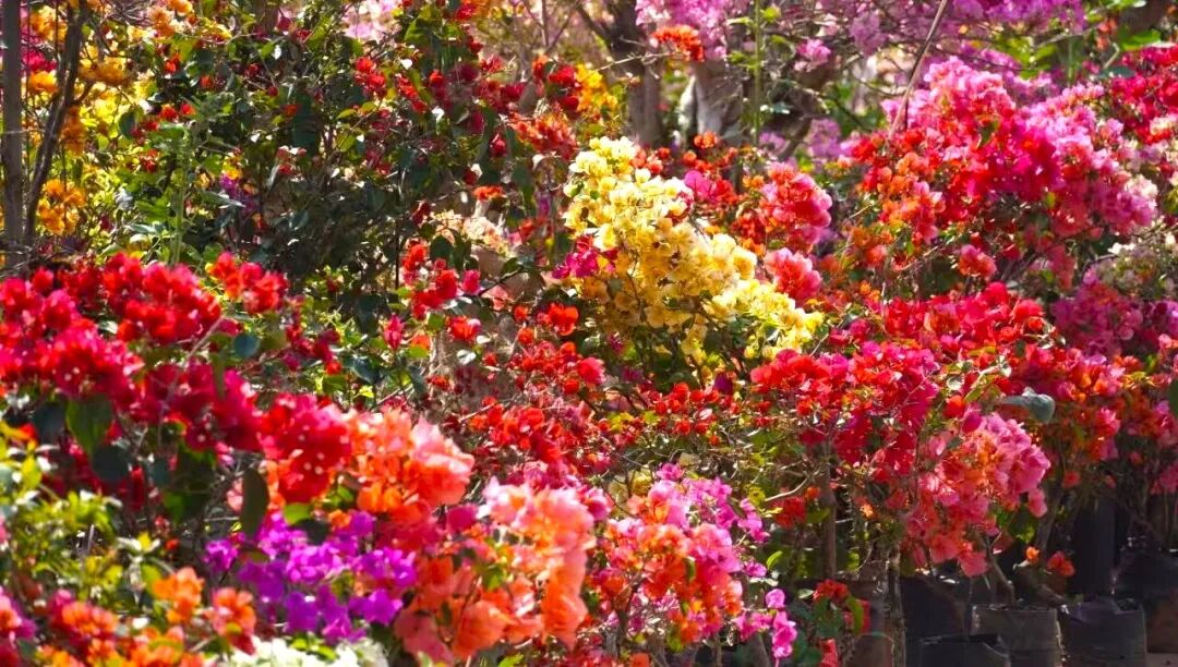 三角梅开成海,我想把思茅的春天寄给你 | 有一种叫云南的生活