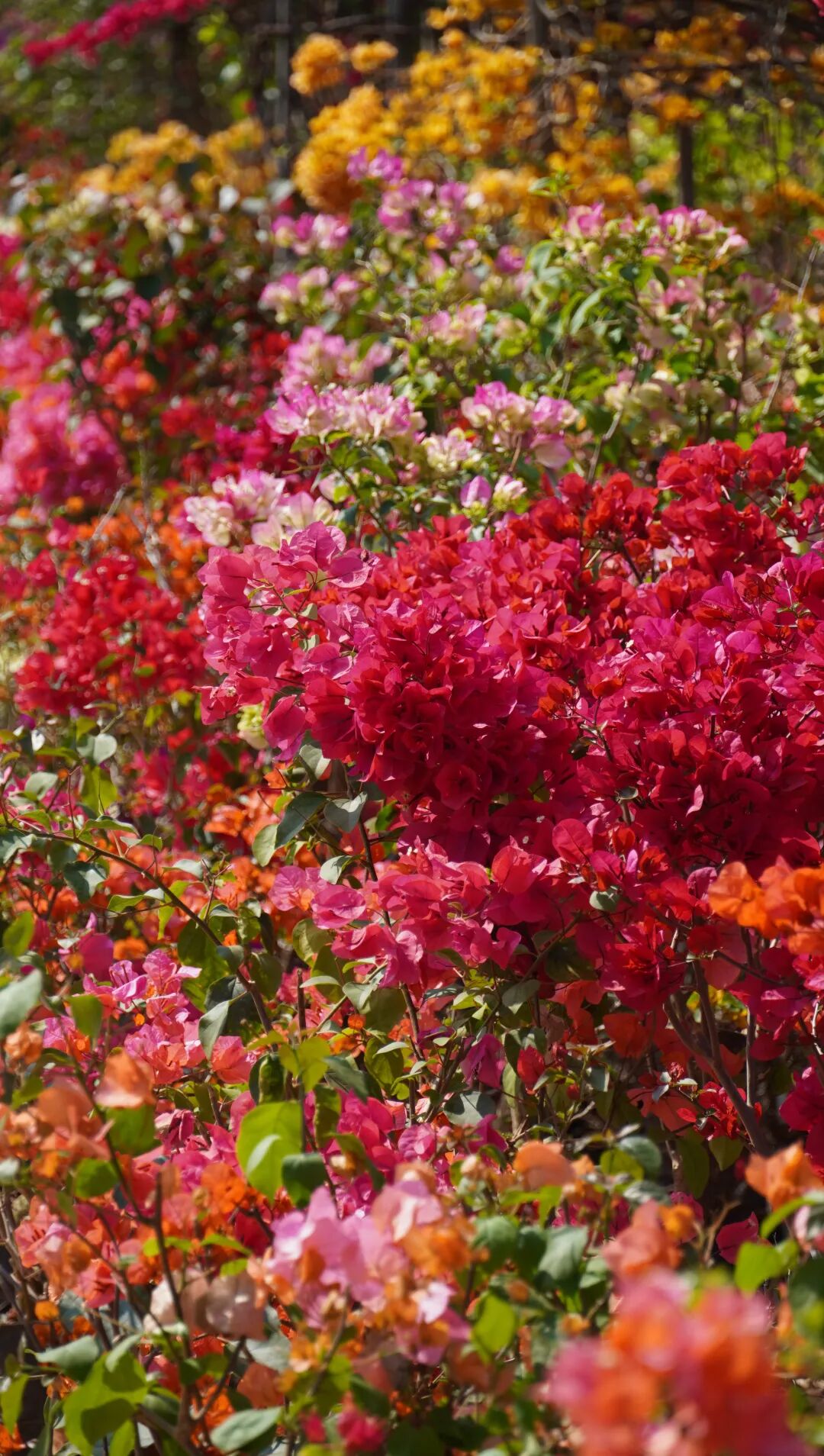 三角梅开成海,我想把思茅的春天寄给你 | 有一种叫云南的生活