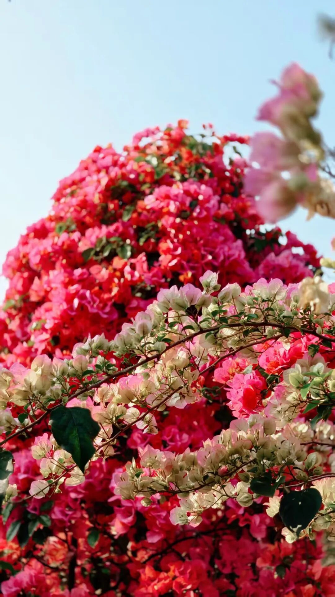 三角梅开成海,我想把思茅的春天寄给你 | 有一种叫云南的生活