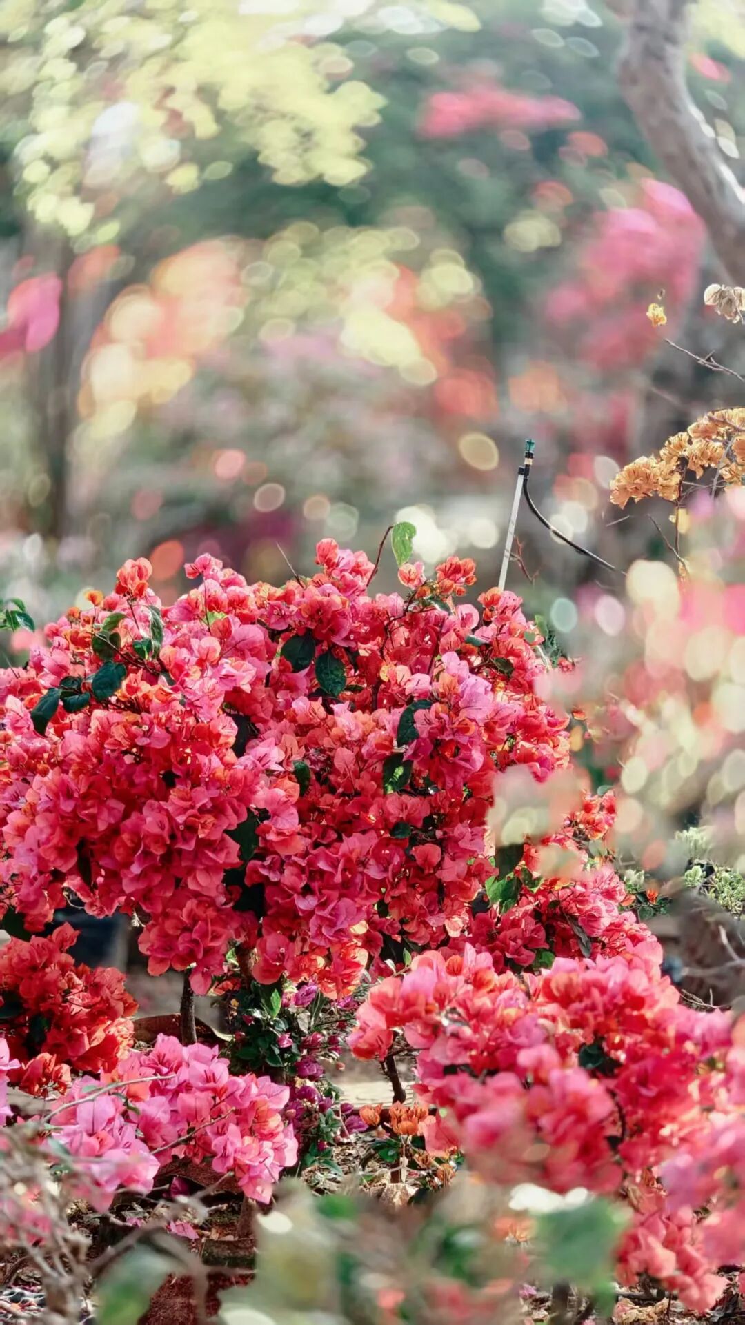 三角梅开成海,我想把思茅的春天寄给你 | 有一种叫云南的生活