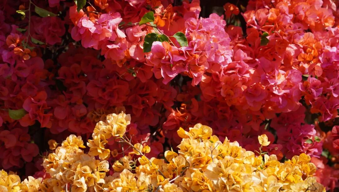 三角梅开成海,我想把思茅的春天寄给你 | 有一种叫云南的生活