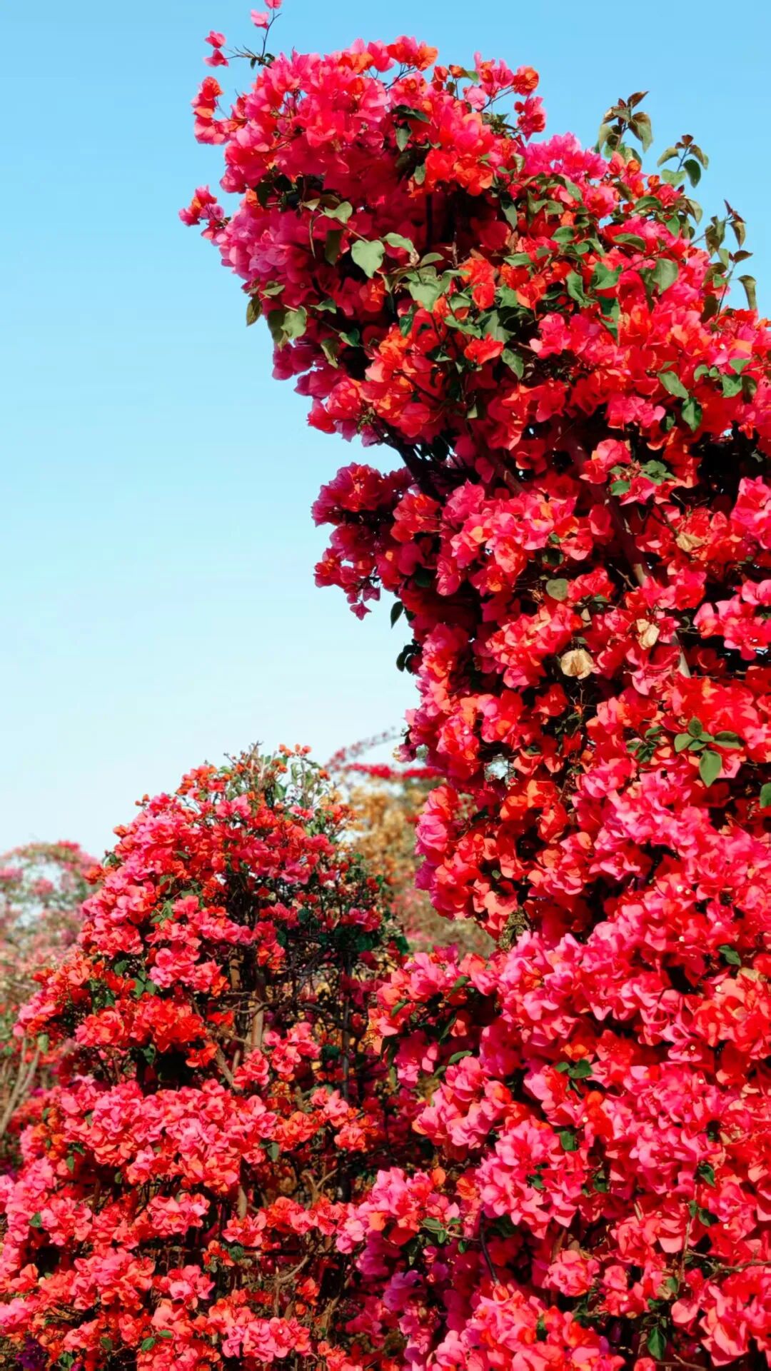 三角梅开成海,我想把思茅的春天寄给你 | 有一种叫云南的生活