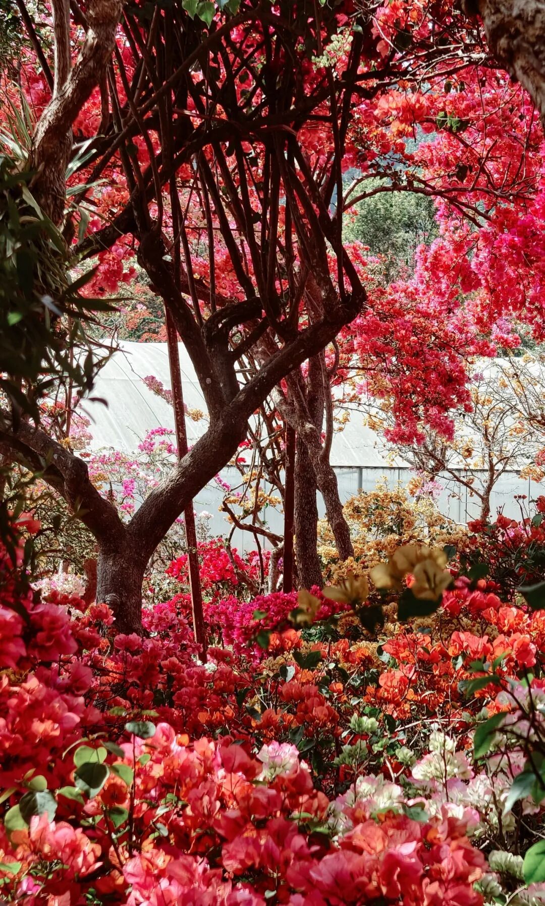 三角梅开成海,我想把思茅的春天寄给你 | 有一种叫云南的生活