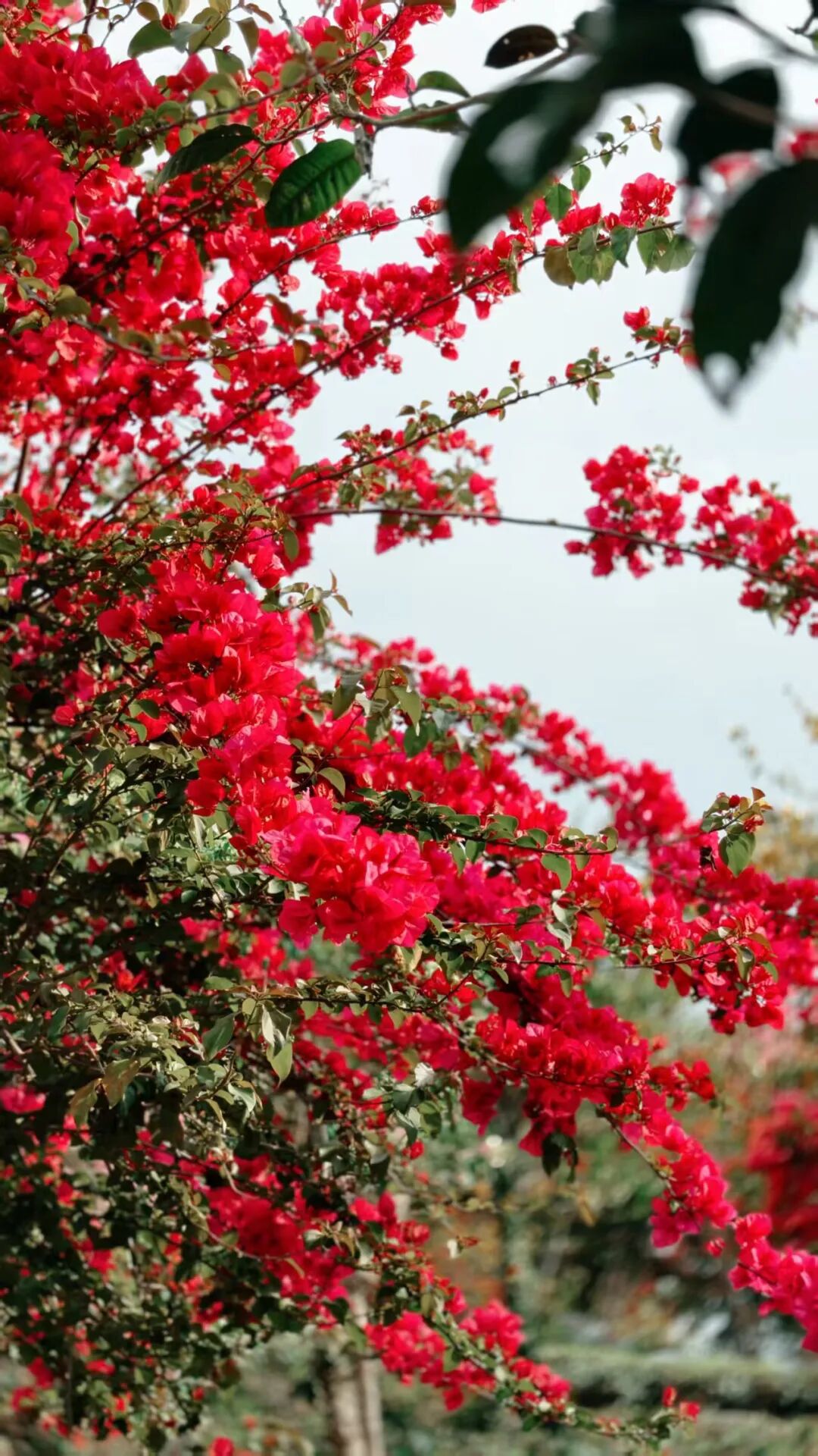 三角梅开成海,我想把思茅的春天寄给你 | 有一种叫云南的生活