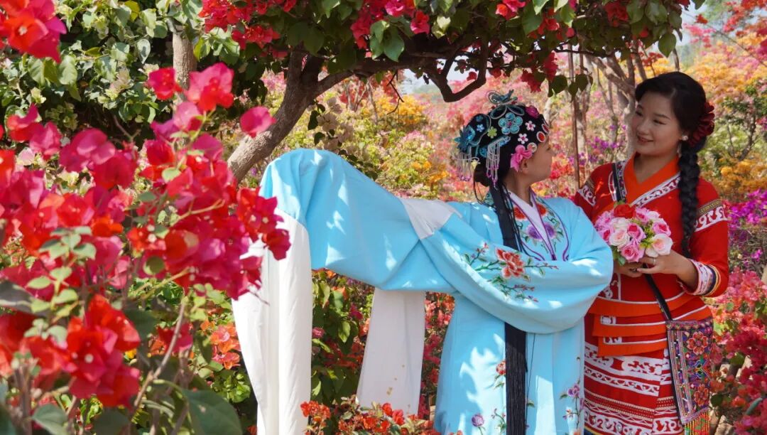 三角梅开成海,我想把思茅的春天寄给你 | 有一种叫云南的生活