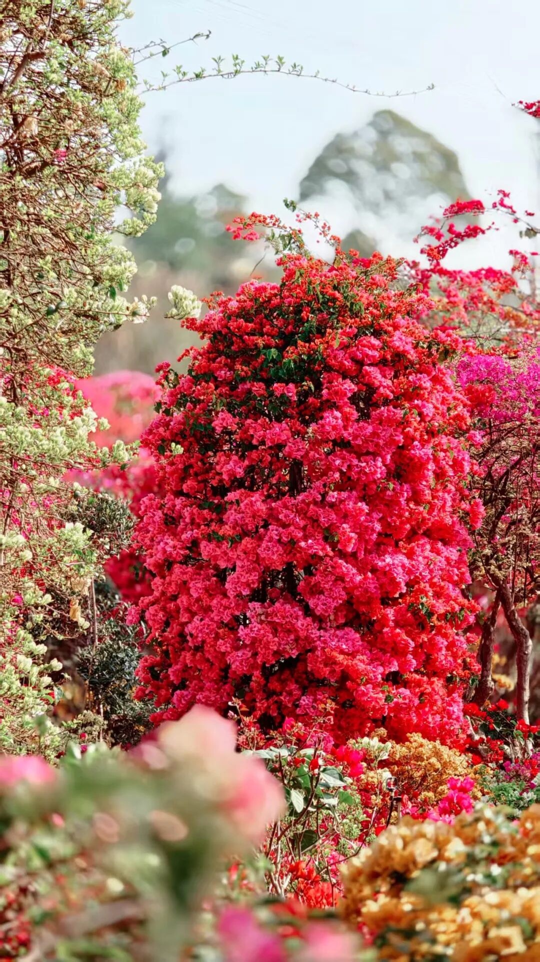 三角梅开成海,我想把思茅的春天寄给你 | 有一种叫云南的生活