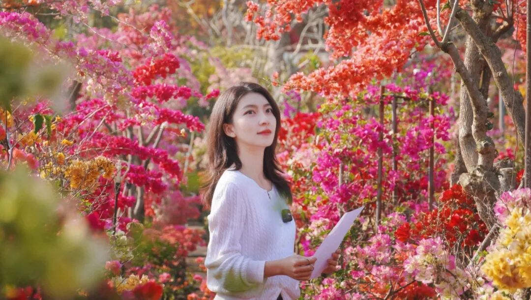 三角梅开成海,我想把思茅的春天寄给你 | 有一种叫云南的生活