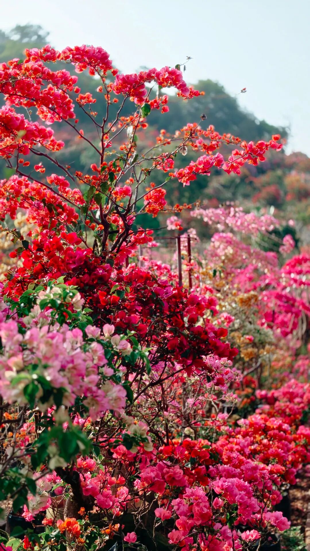 三角梅开成海,我想把思茅的春天寄给你 | 有一种叫云南的生活