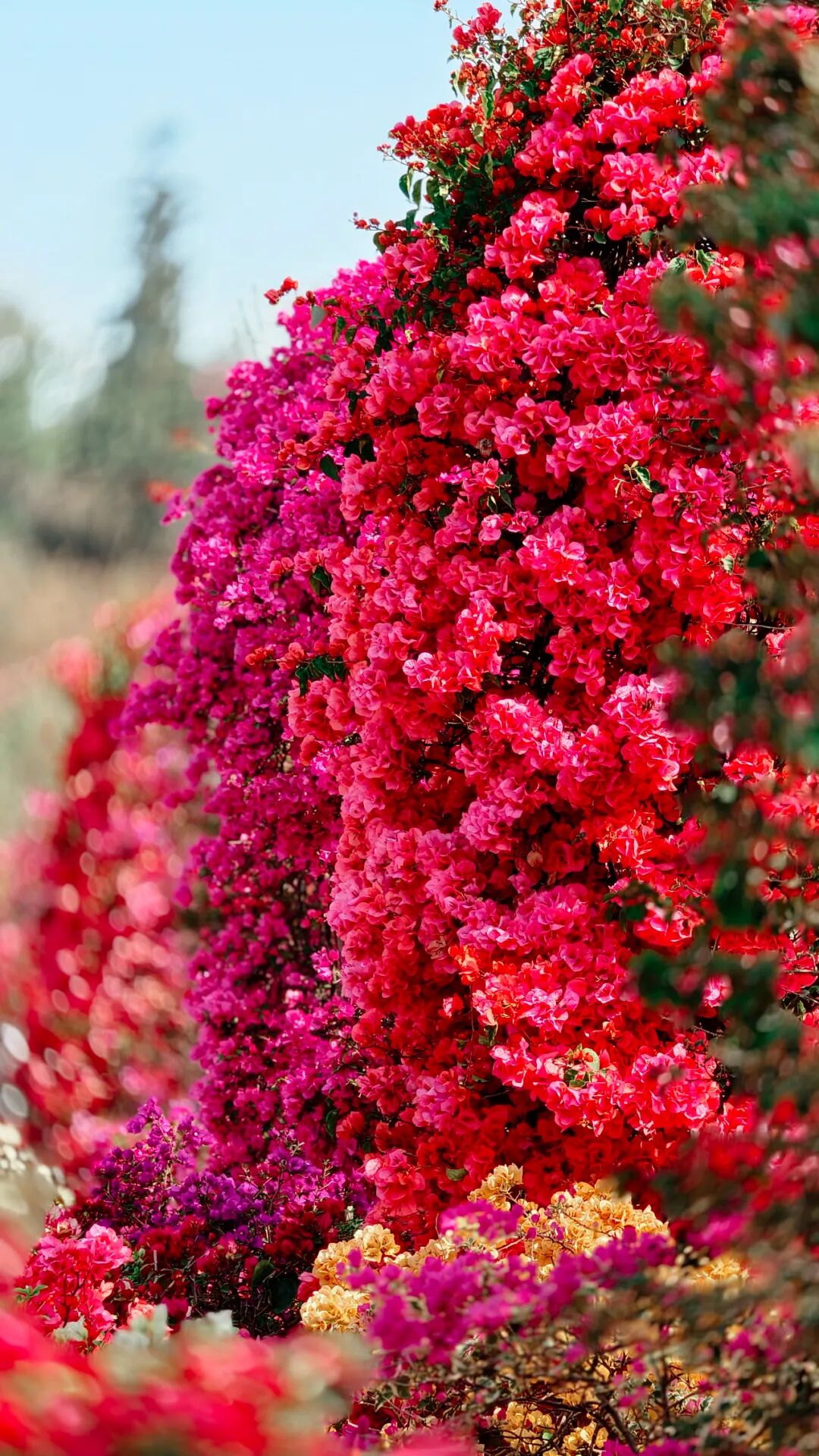 三角梅开成海,我想把思茅的春天寄给你 | 有一种叫云南的生活