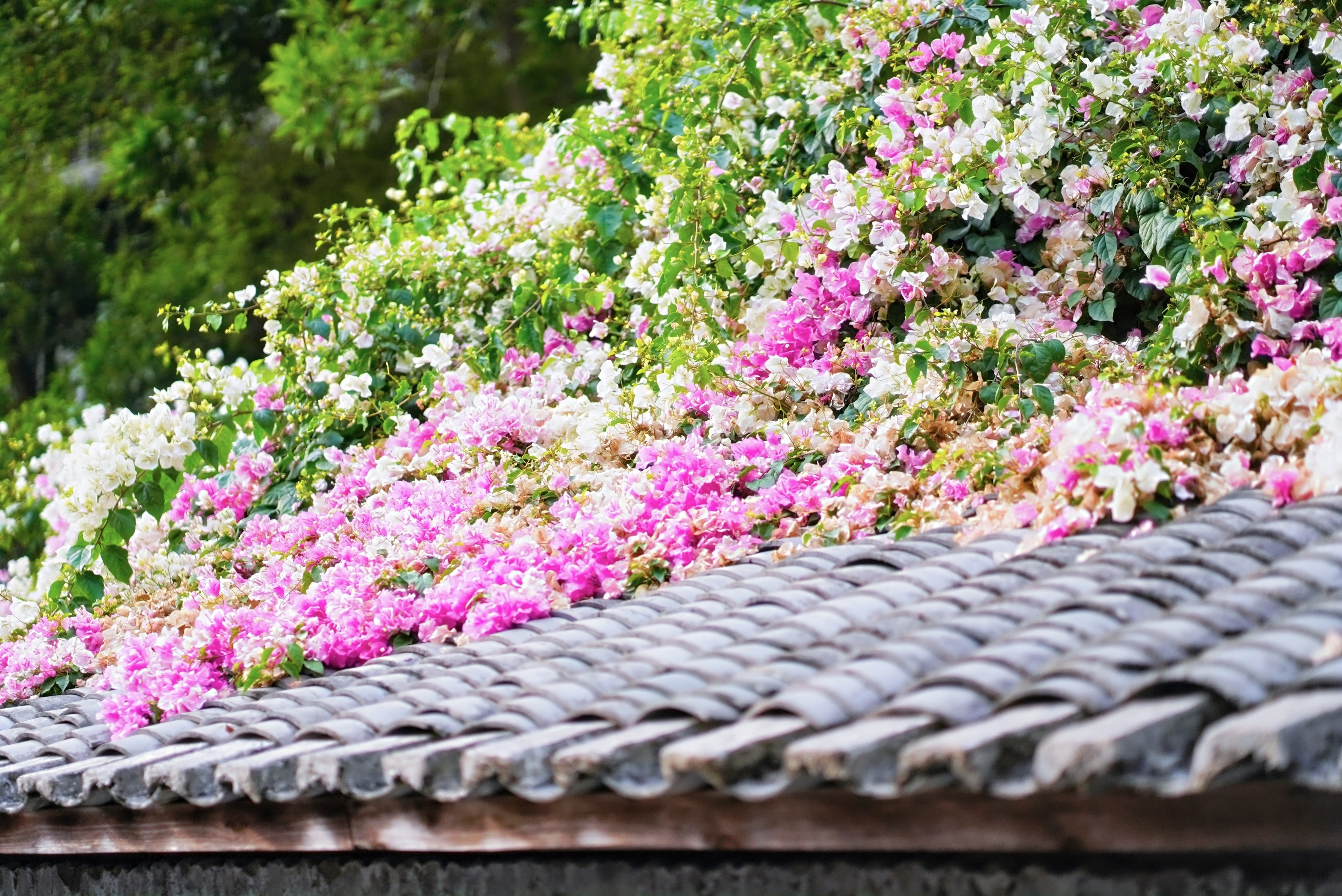 深看湾区 | 华侨城甘坑古镇以三角梅激活文旅新活力