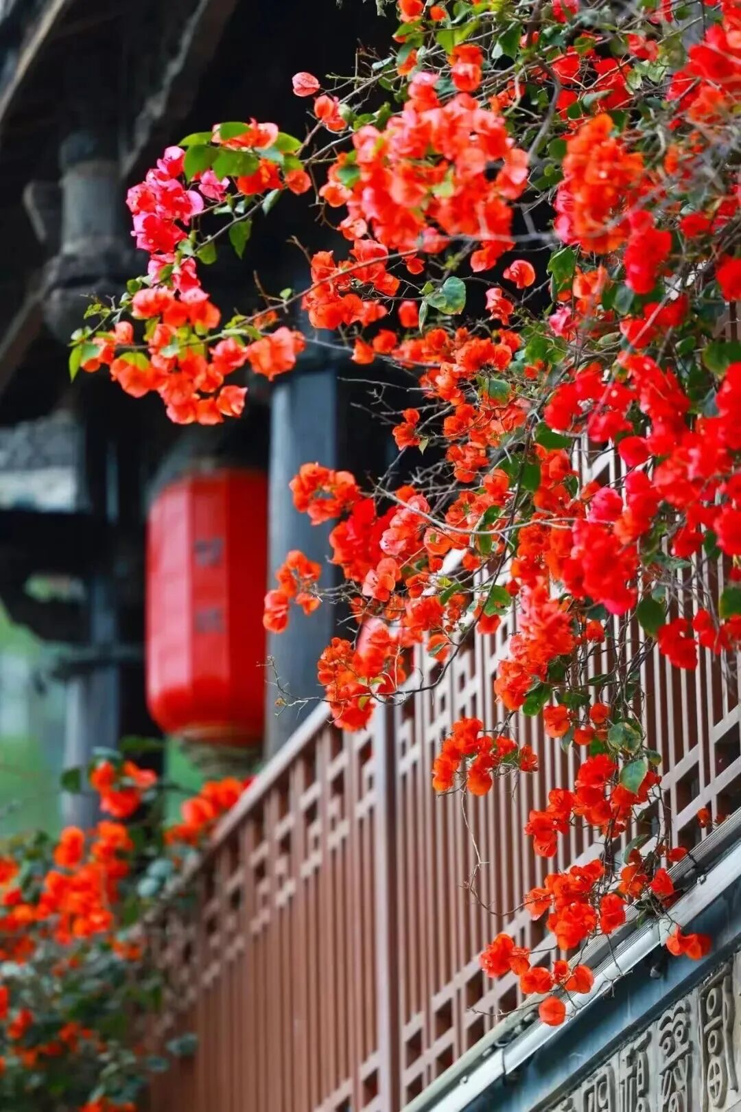 深看湾区 | 华侨城甘坑古镇以三角梅激活文旅新活力