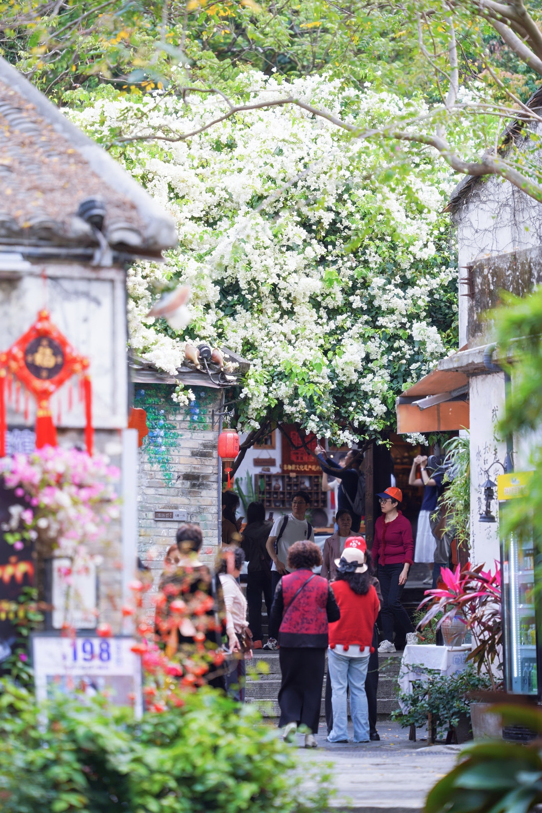 深看湾区 | 华侨城甘坑古镇以三角梅激活文旅新活力