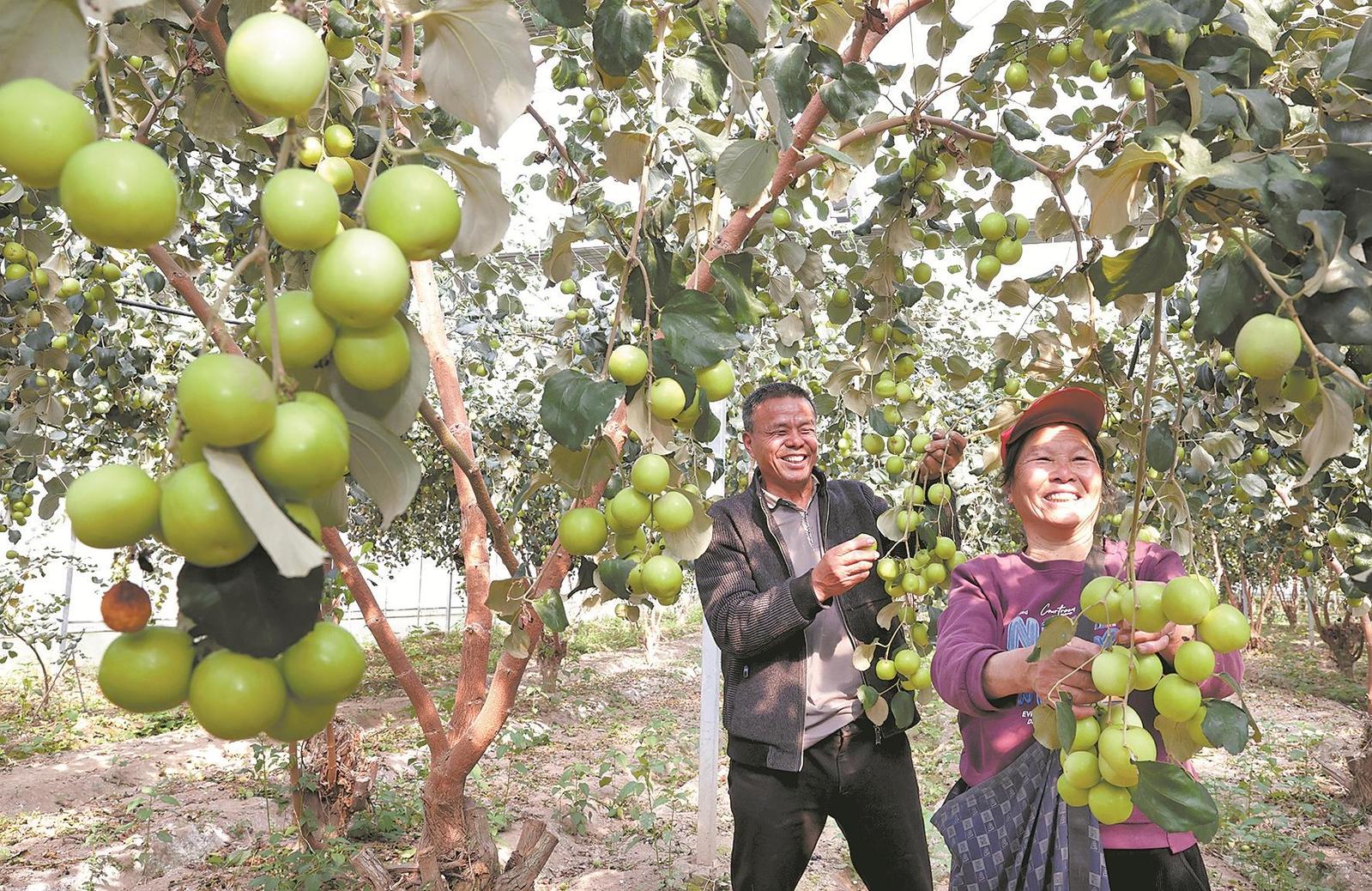 常年不空棚季季有收获